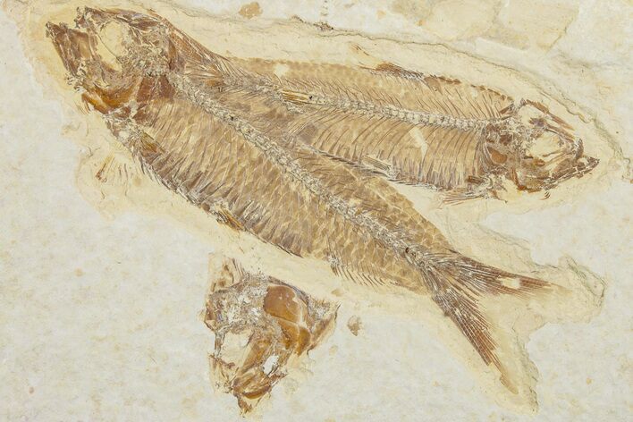 Two Detailed Fossil Fish (Knightia) - Wyoming #234206